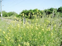 img7