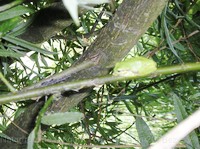 img35