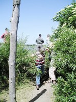img37