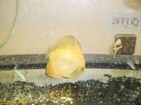img27