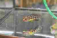 img27