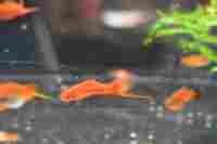 img107