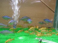 img36